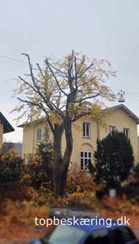 Topbesk&aelig;ring.dk-tr&aelig;besk&aelig;ring efter