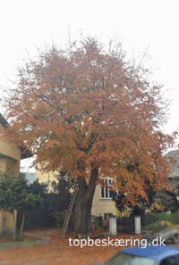 Topbesk&aelig;ring.dk-tr&aelig;besk&aelig;ring f&oslash;r