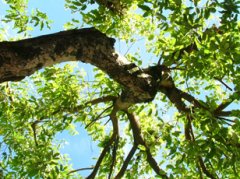 Topbesk&aelig;ring.dk-tr&aelig;